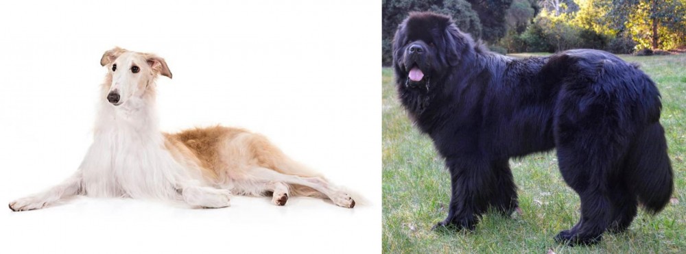 Newfoundland Dog vs Borzoi - Breed Comparison