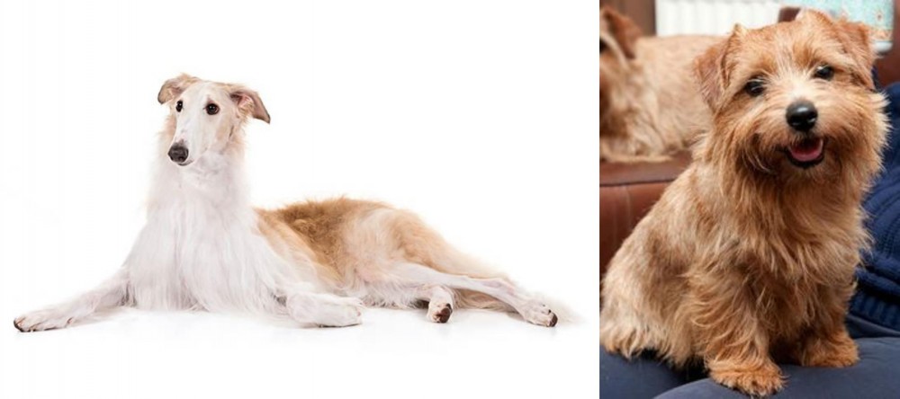Norfolk Terrier vs Borzoi - Breed Comparison