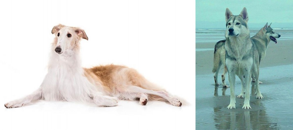 Northern Inuit Dog vs Borzoi - Breed Comparison