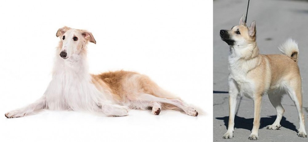 Norwegian Buhund vs Borzoi - Breed Comparison