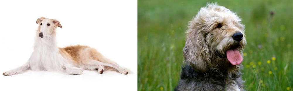 Otterhound vs Borzoi - Breed Comparison