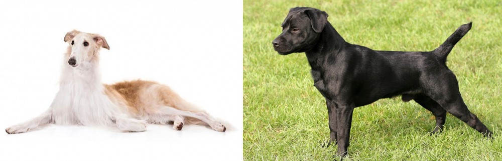 Patterdale Terrier vs Borzoi - Breed Comparison