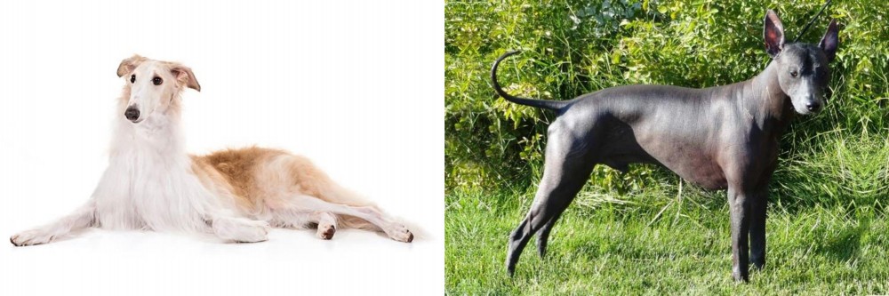 Peruvian Hairless vs Borzoi - Breed Comparison