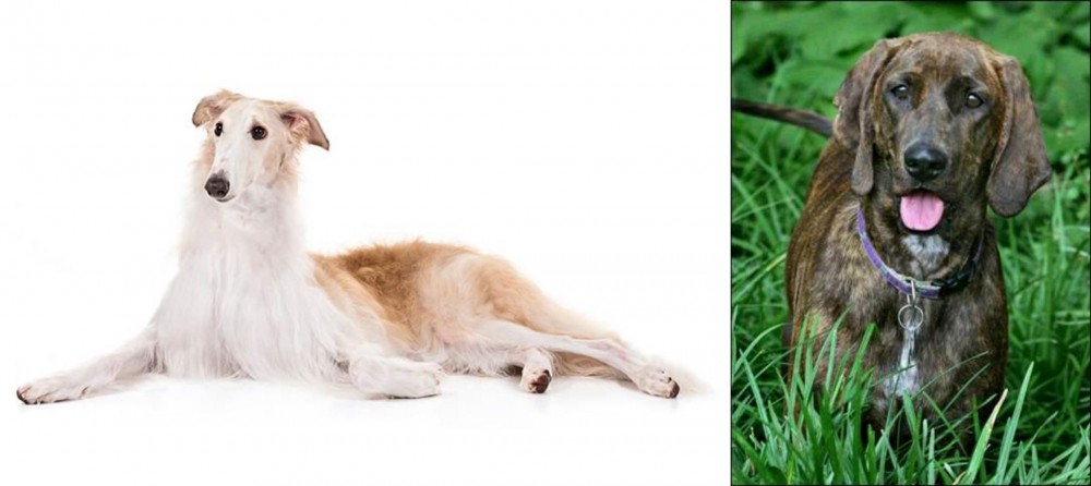 Plott Hound vs Borzoi - Breed Comparison