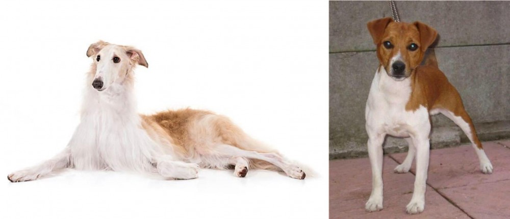 Plummer Terrier vs Borzoi - Breed Comparison