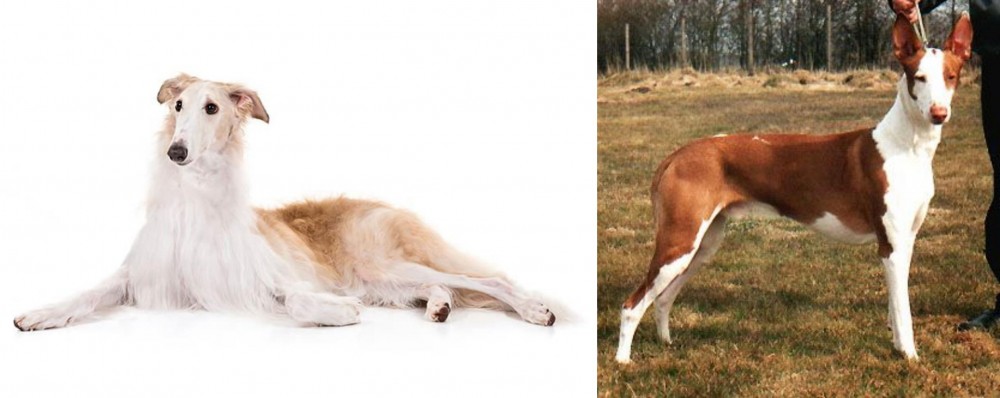 Podenco Canario vs Borzoi - Breed Comparison
