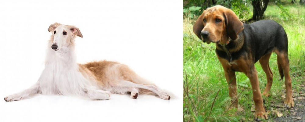 Polish Hound vs Borzoi - Breed Comparison