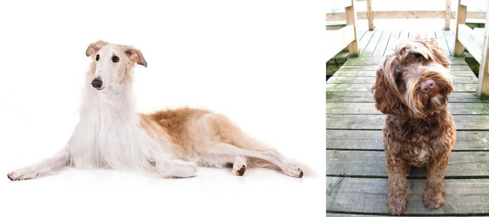 Portuguese Water Dog vs Borzoi - Breed Comparison