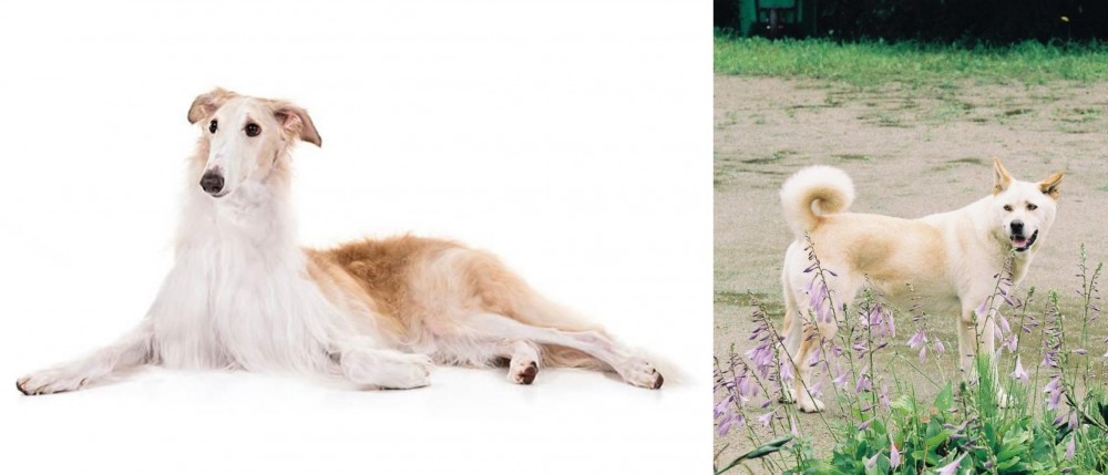 Pungsan Dog vs Borzoi - Breed Comparison