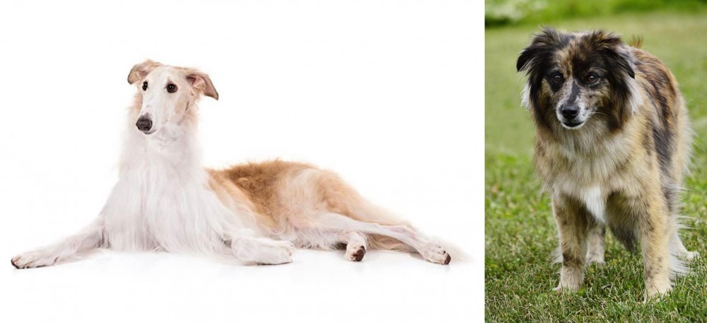 Pyrenean Shepherd vs Borzoi - Breed Comparison