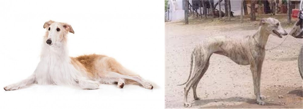Rampur Greyhound vs Borzoi - Breed Comparison