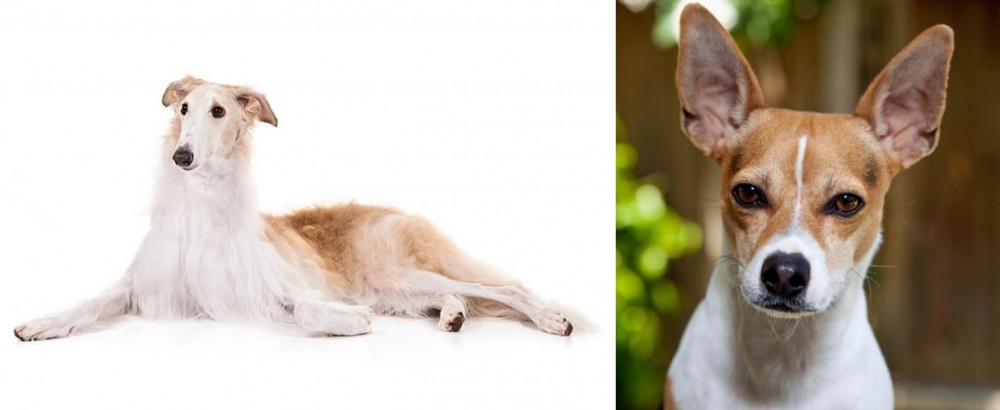 Rat Terrier vs Borzoi - Breed Comparison
