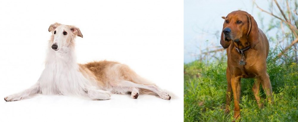 Redbone Coonhound vs Borzoi - Breed Comparison
