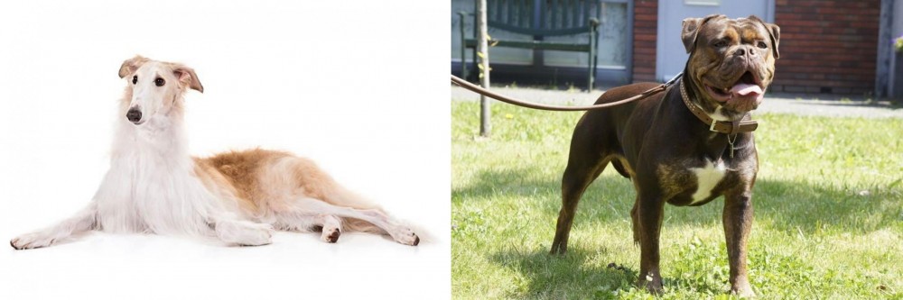 Renascence Bulldogge vs Borzoi - Breed Comparison