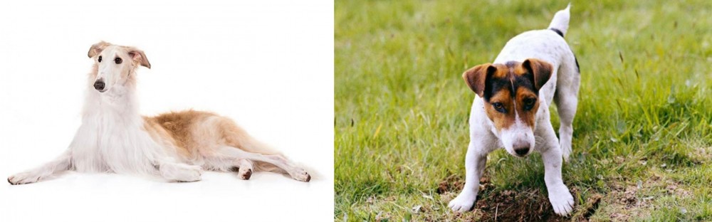 Russell Terrier vs Borzoi - Breed Comparison