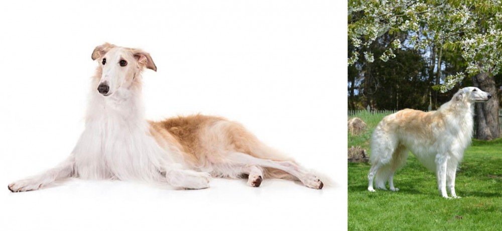Russian Hound vs Borzoi - Breed Comparison