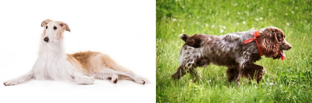 Russian Spaniel vs Borzoi - Breed Comparison