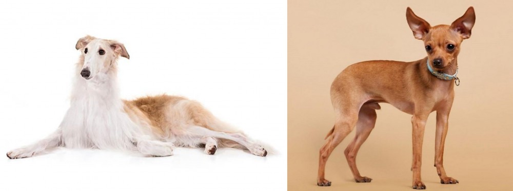 Russian Toy Terrier vs Borzoi - Breed Comparison