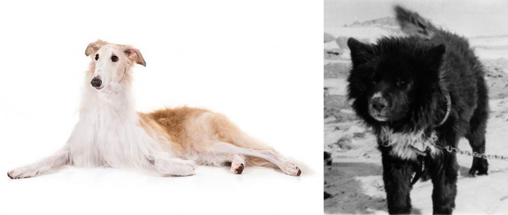 Sakhalin Husky vs Borzoi - Breed Comparison
