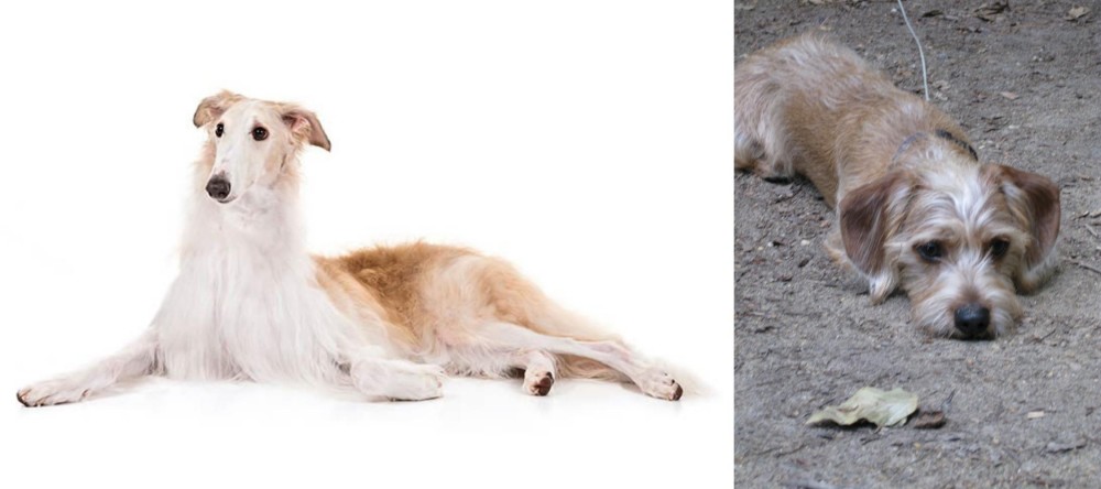 Schweenie vs Borzoi - Breed Comparison