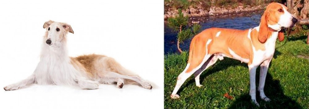 Schweizer Laufhund vs Borzoi - Breed Comparison