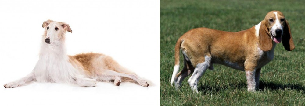 Schweizer Niederlaufhund vs Borzoi - Breed Comparison