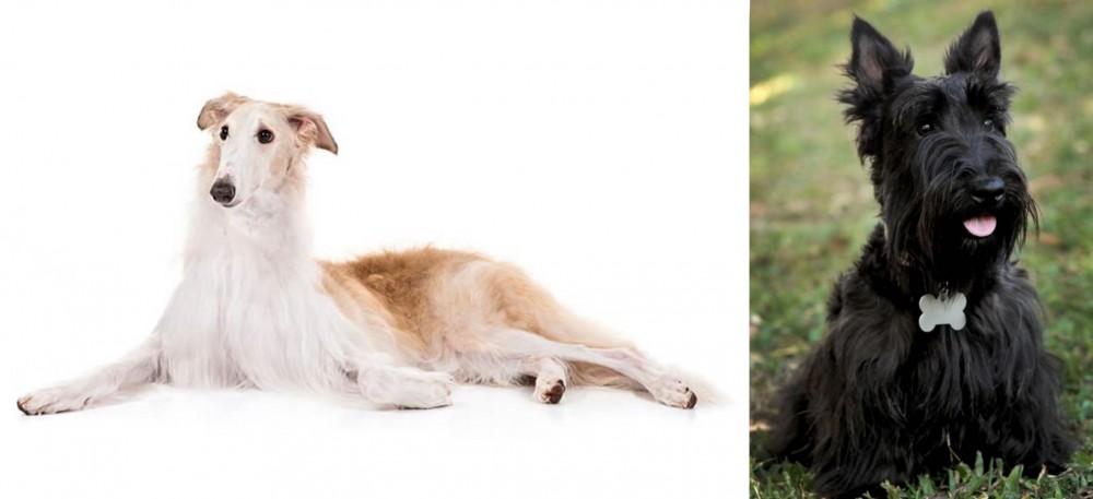 Scoland Terrier vs Borzoi - Breed Comparison