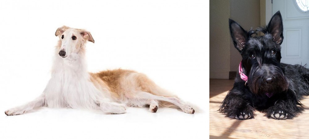 Scottish Terrier vs Borzoi - Breed Comparison