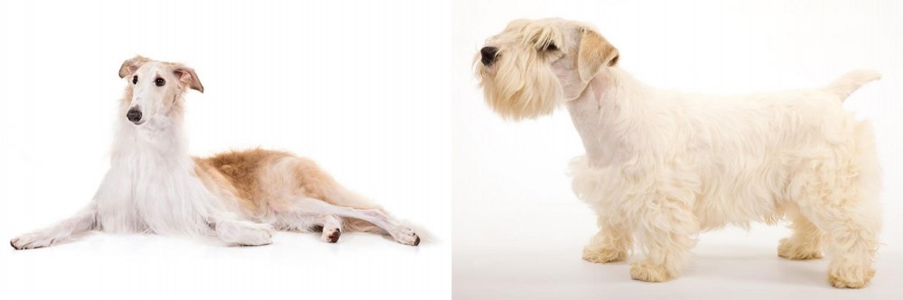 Sealyham Terrier vs Borzoi - Breed Comparison