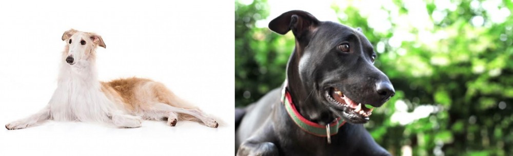 Shepard Labrador vs Borzoi - Breed Comparison
