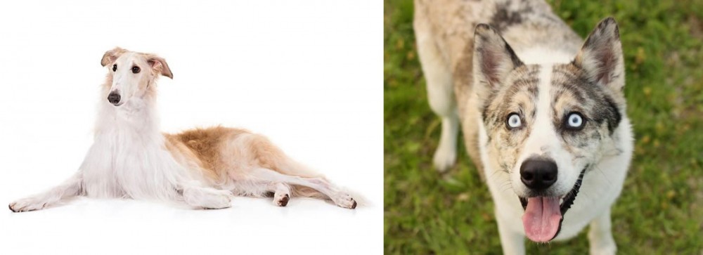 Shepherd Husky vs Borzoi - Breed Comparison