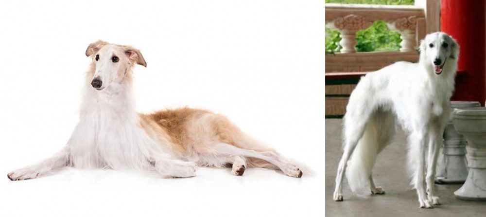 Silken Windhound vs Borzoi - Breed Comparison