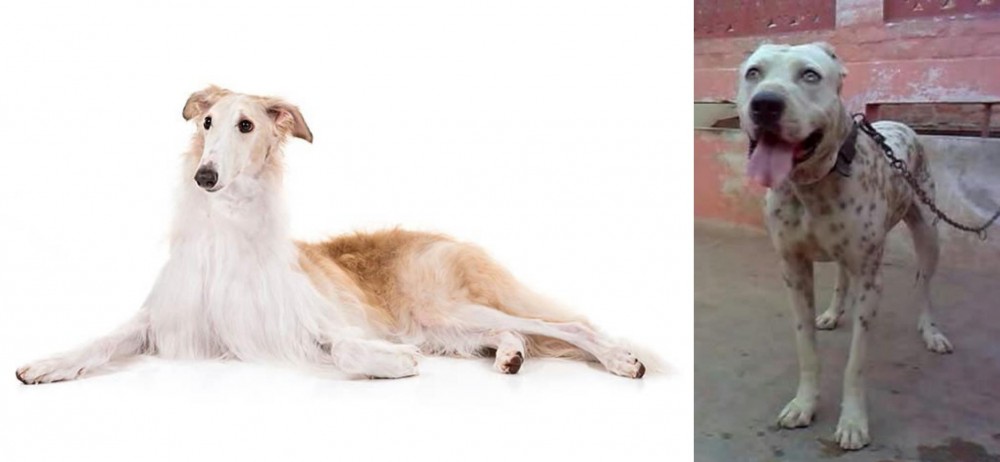 Sindh Mastiff vs Borzoi - Breed Comparison
