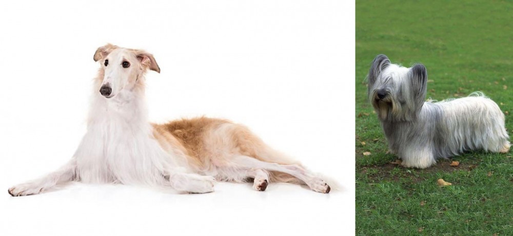 Skye Terrier vs Borzoi - Breed Comparison