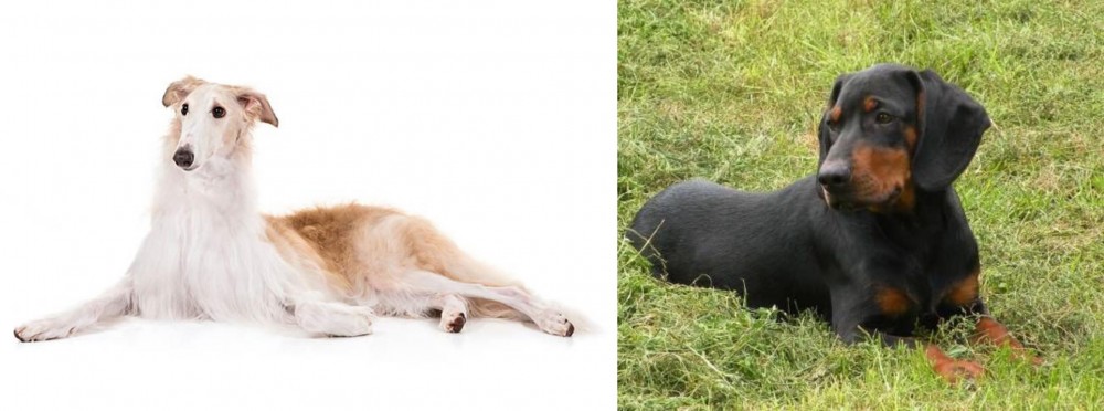 Slovakian Hound vs Borzoi - Breed Comparison