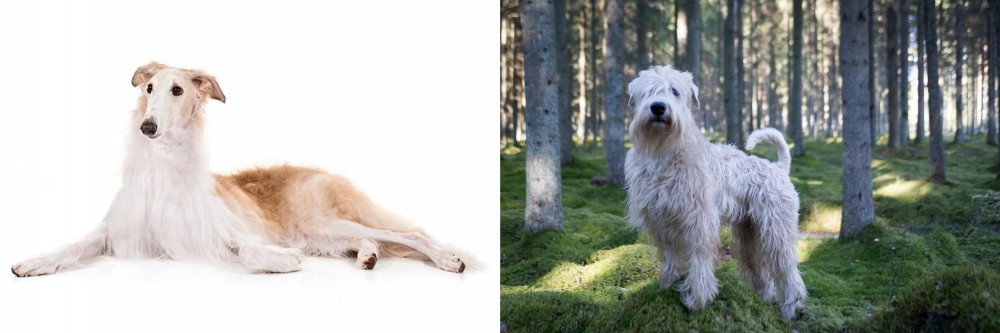 Soft-Coated Wheaten Terrier vs Borzoi - Breed Comparison