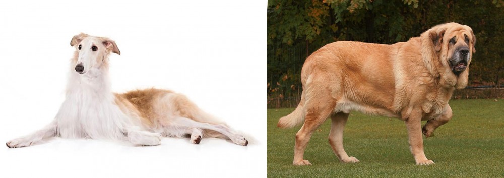Spanish Mastiff vs Borzoi - Breed Comparison