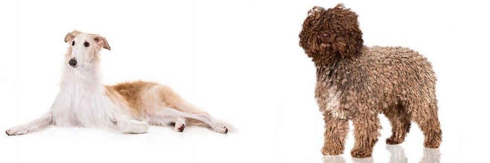 Spanish Water Dog vs Borzoi - Breed Comparison