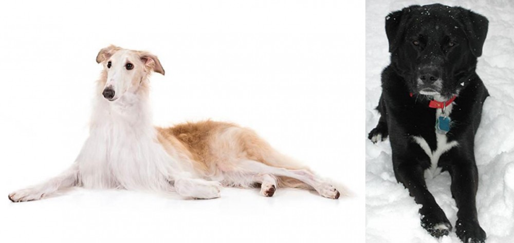 St. John's Water Dog vs Borzoi - Breed Comparison