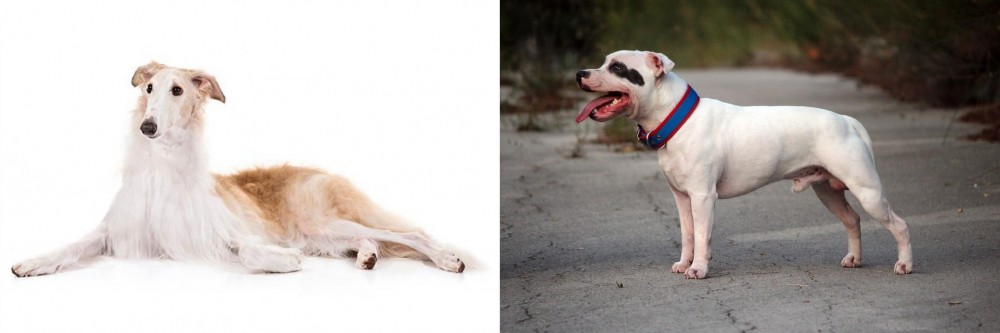 Staffordshire Bull Terrier vs Borzoi - Breed Comparison