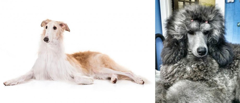 Standard Poodle vs Borzoi - Breed Comparison