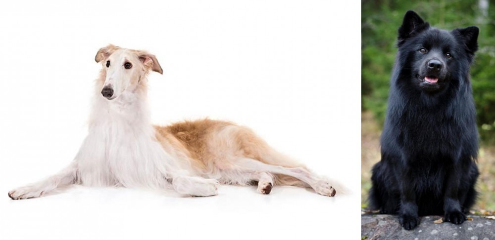 Swedish Lapphund vs Borzoi - Breed Comparison
