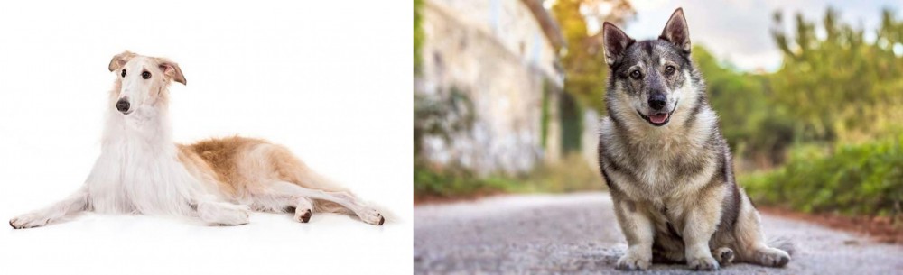 Swedish Vallhund vs Borzoi - Breed Comparison