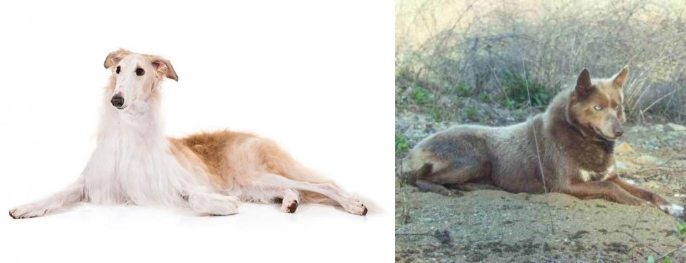 Tahltan Bear Dog vs Borzoi - Breed Comparison