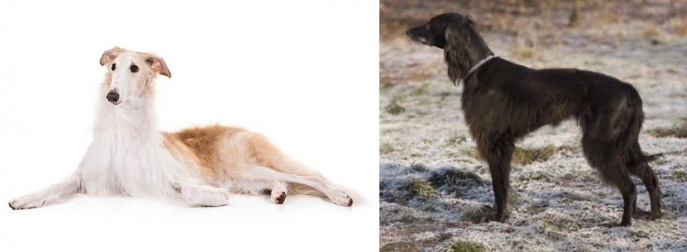 Taigan vs Borzoi - Breed Comparison