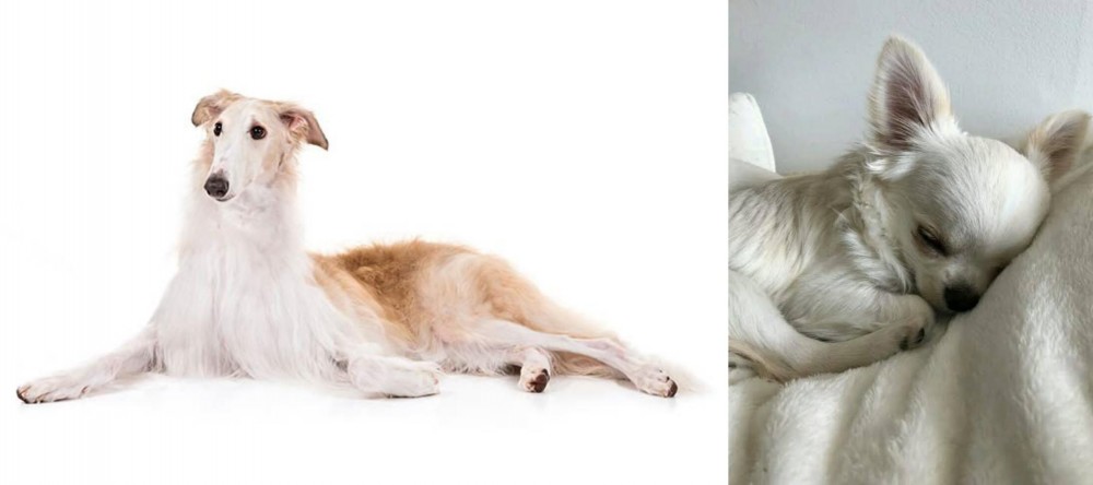 Tea Cup Chihuahua vs Borzoi - Breed Comparison