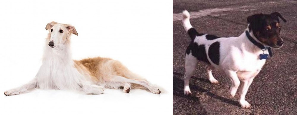 Teddy Roosevelt Terrier vs Borzoi - Breed Comparison