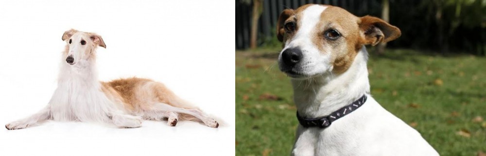 Tenterfield Terrier vs Borzoi - Breed Comparison