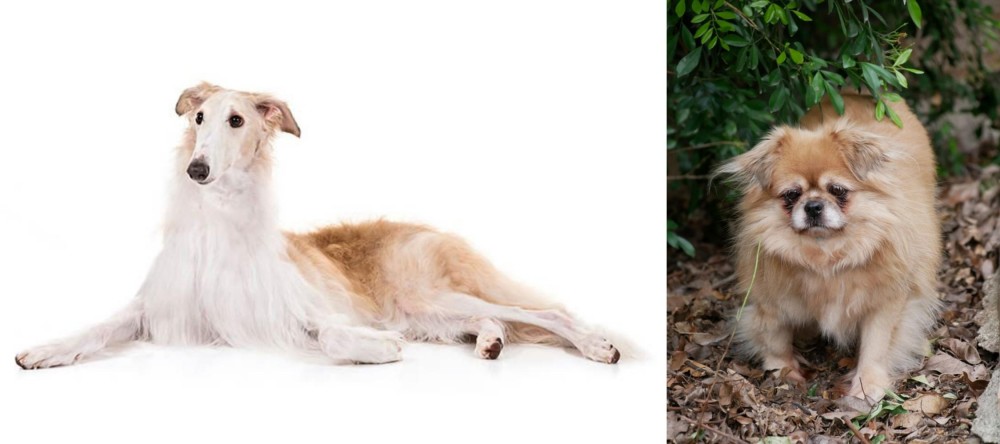Tibetan Spaniel vs Borzoi - Breed Comparison
