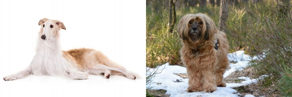 Tibetan Terrier vs Borzoi - Breed Comparison